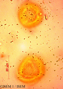ISEM 1/Ranunculus_baudotii_34450/Ranunculus_baudotii_34450_0001(copy)_thumb.jpg